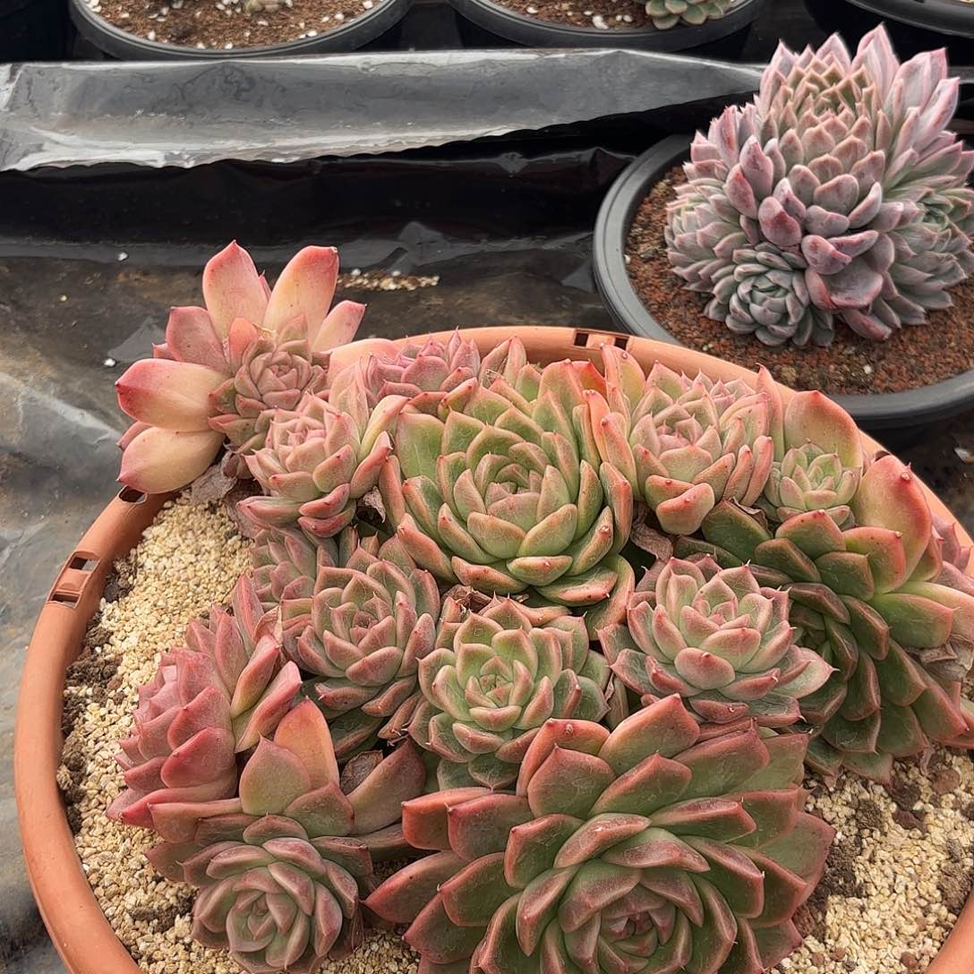 梅***夕珍妮杂交多肉植物多肉