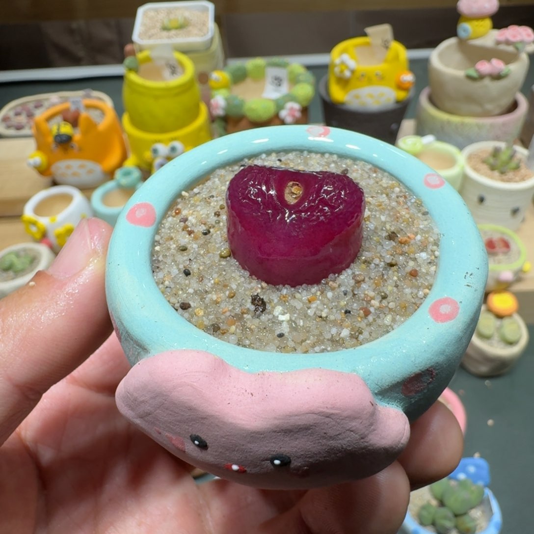 红陶蘑菇307毛汉尼