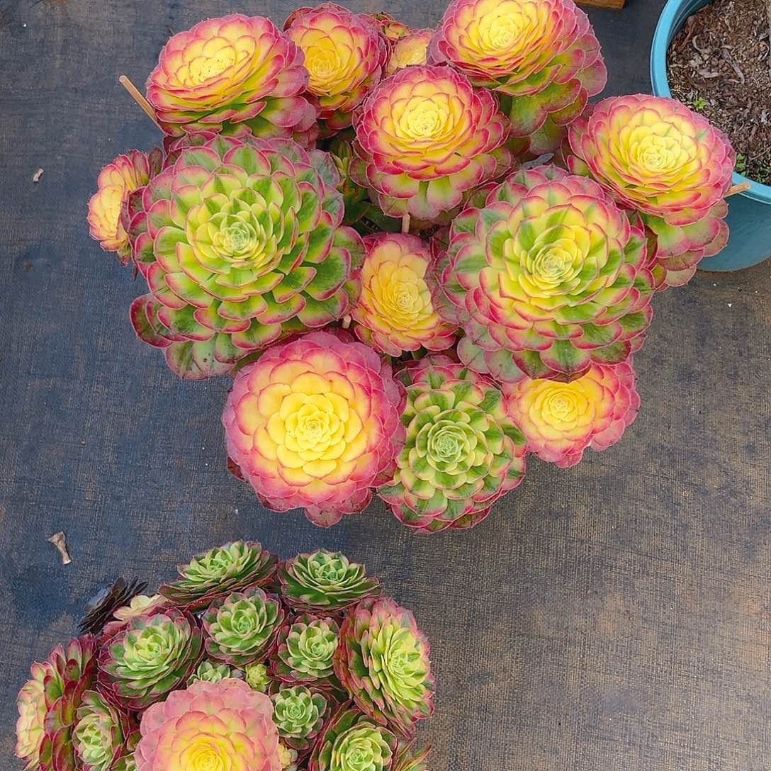 苹***黄11111111111111111111111