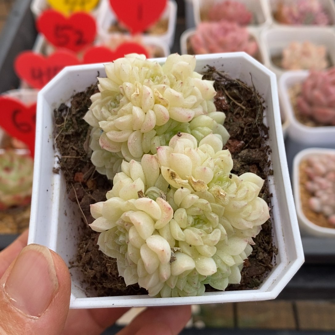 精品多肉一物一拍不包整2