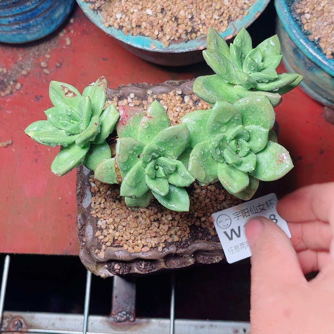 1498青冈苹果也多肉