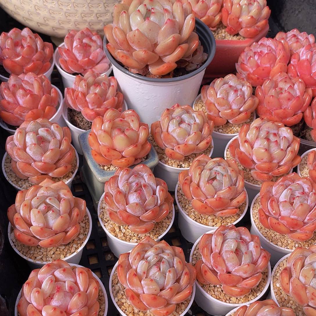 量拍66号 果冻韩版仙女橙单头5个