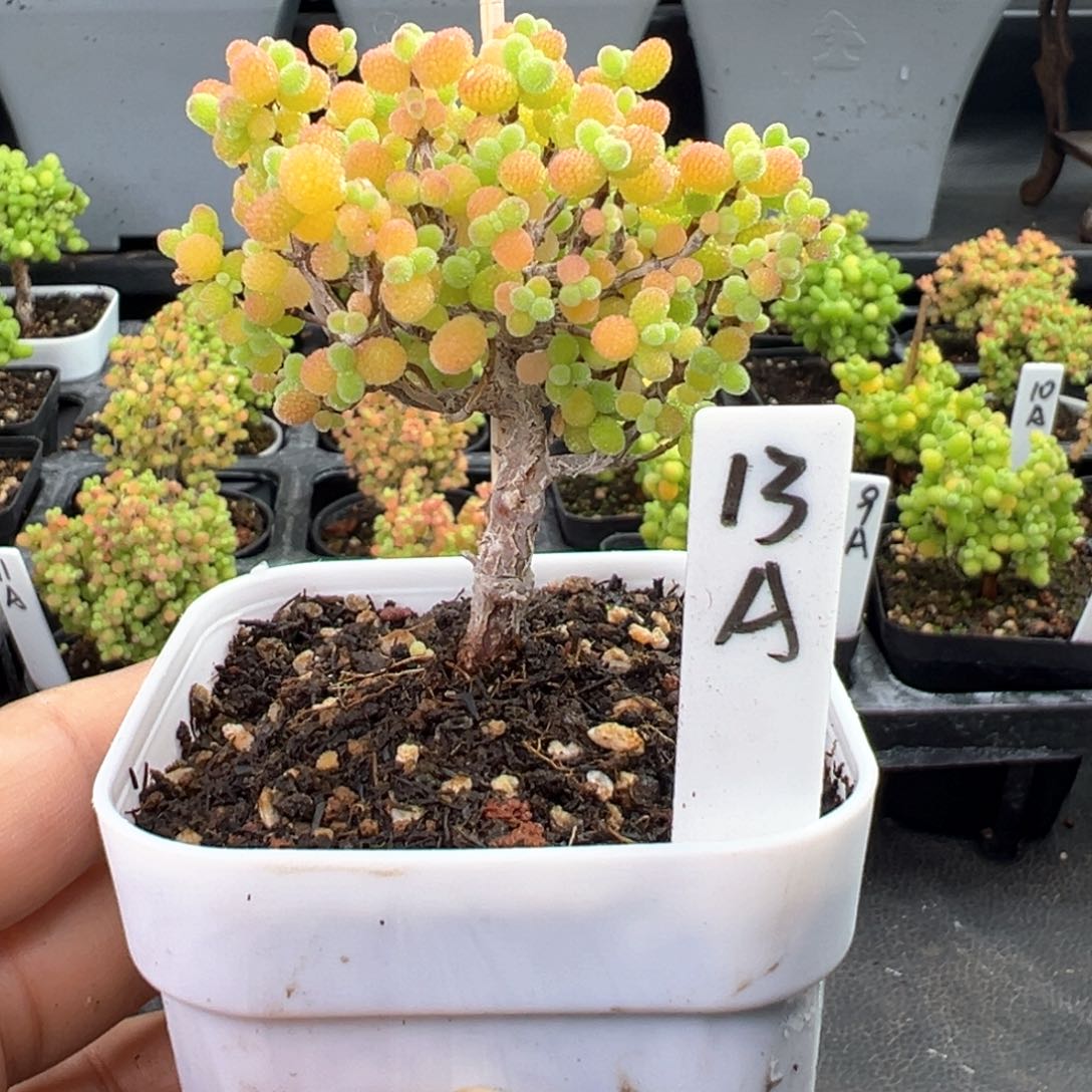 精控金桔棒棒糖13号