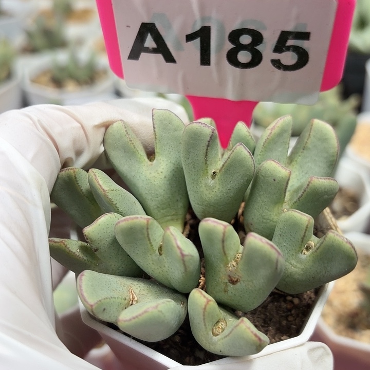 185莫哦莫莫莫莫莫哦莫