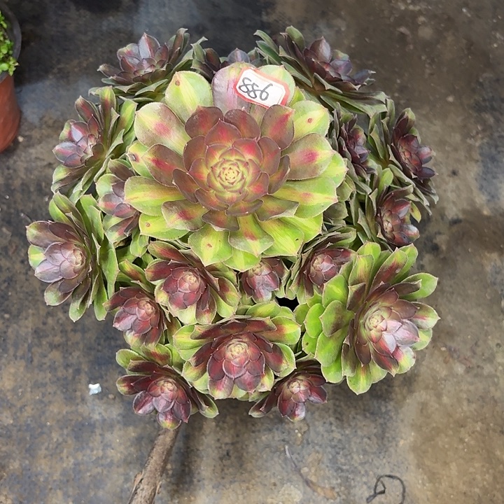 优选抹茶886多肉植物