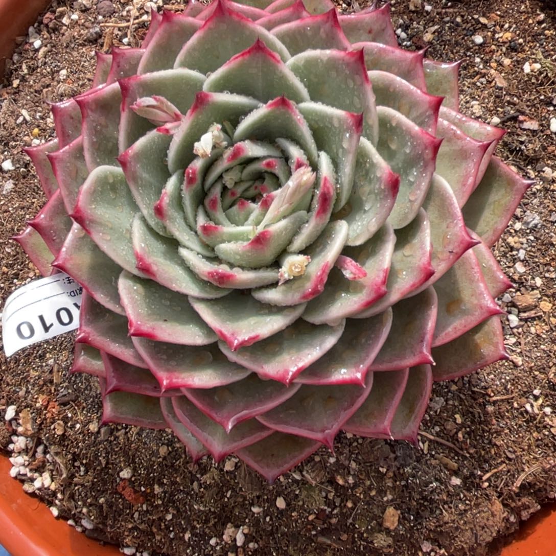 无花朵若茹东云单拍A010