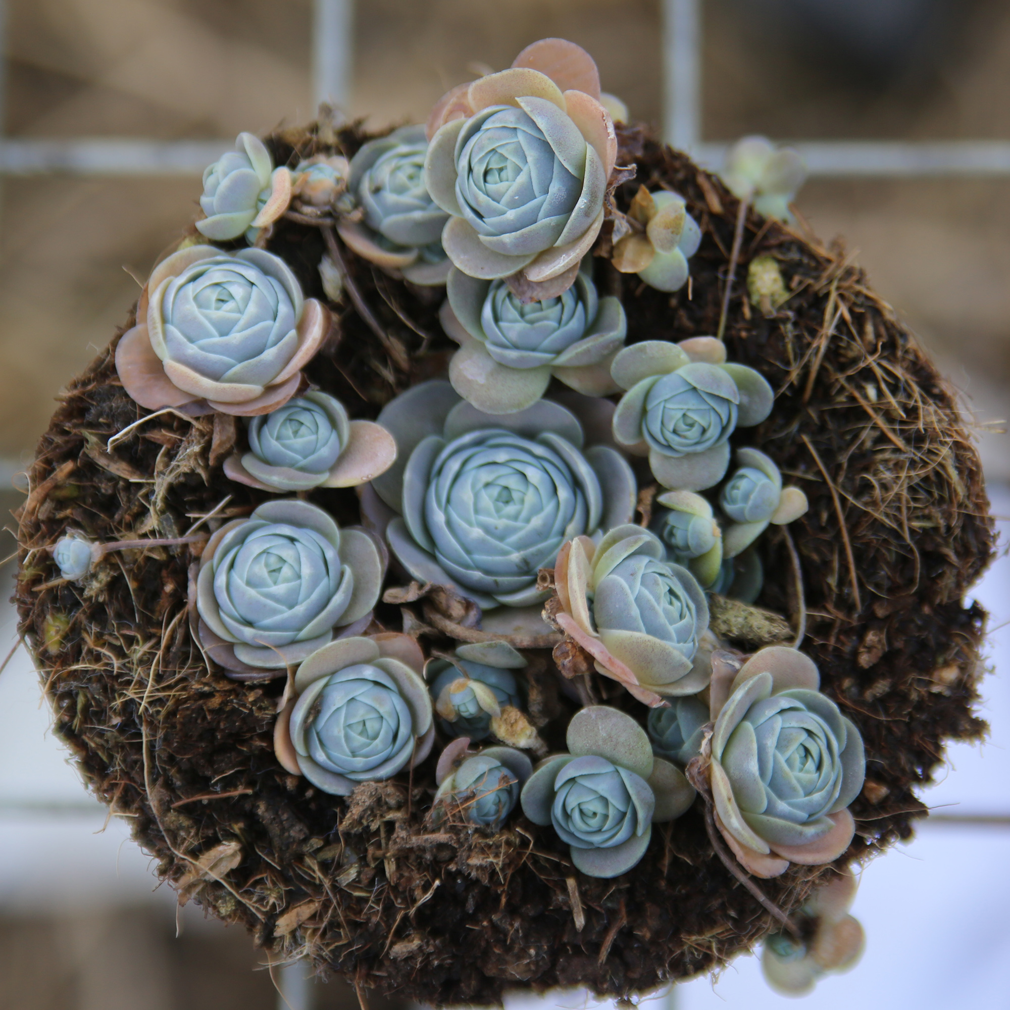 15头左右蓝色玫瑰子持莲花多肉植物有枯叶不保证是一盆是一颗