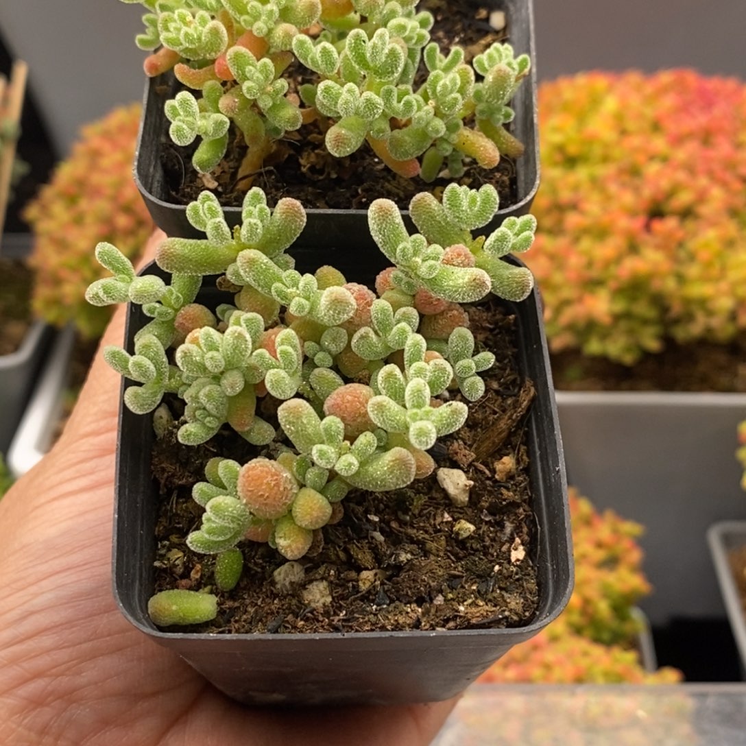 完全开放26号小冰晶2个（5cm）