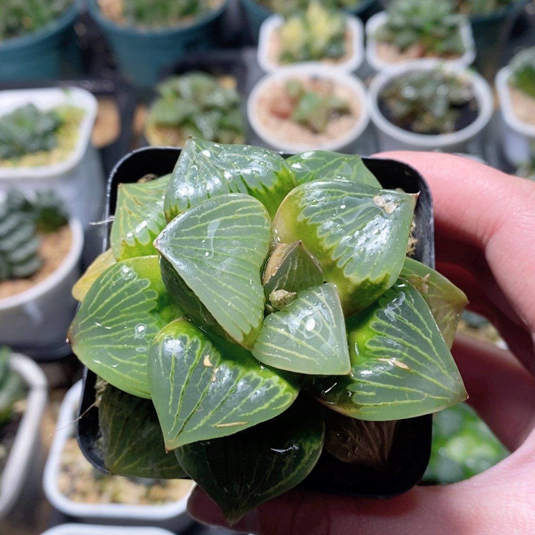 实生寿玉露多肉植物