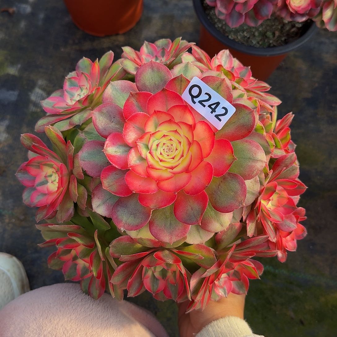 璟*242荔枝333冠服23..4左右