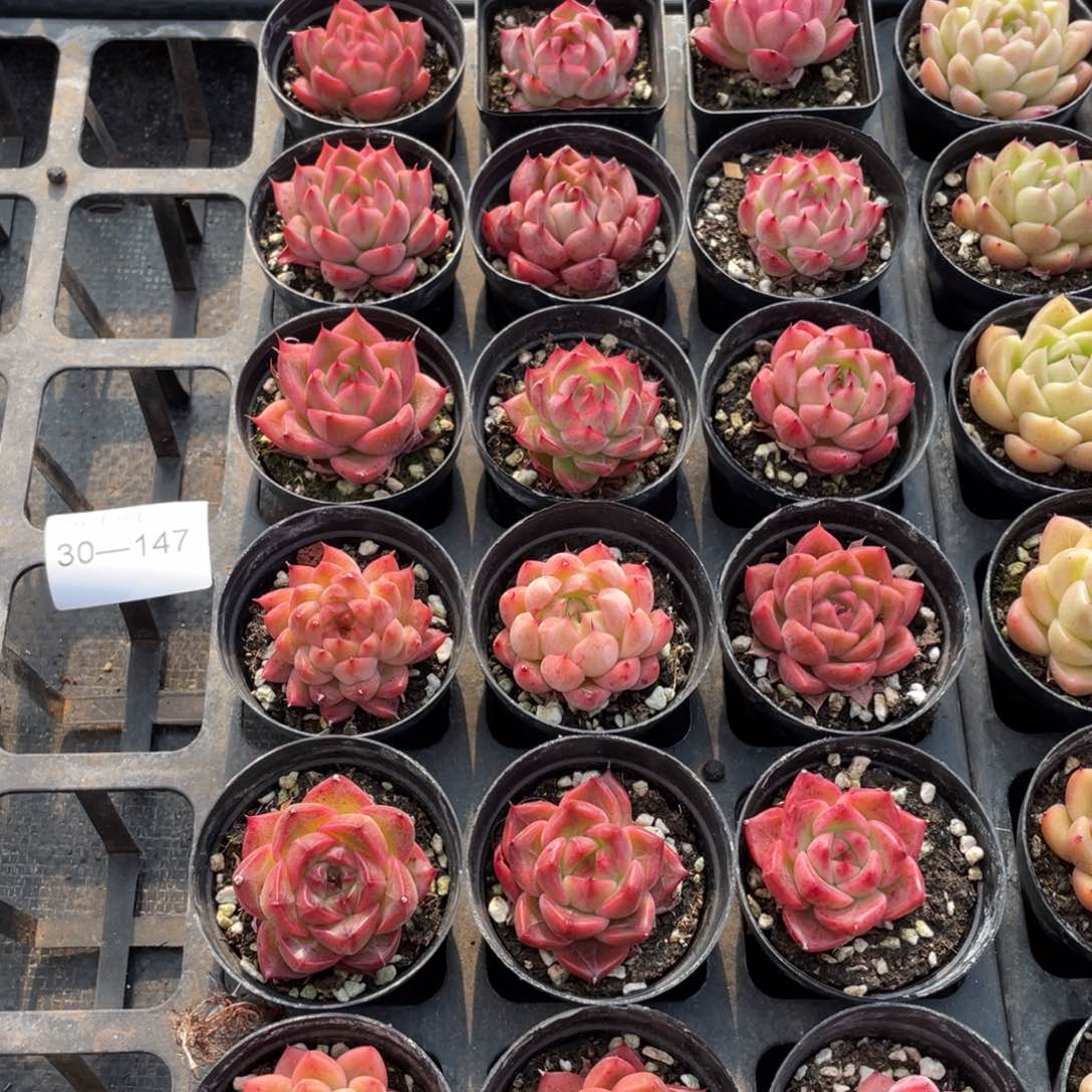 一物一拍18颗30-147