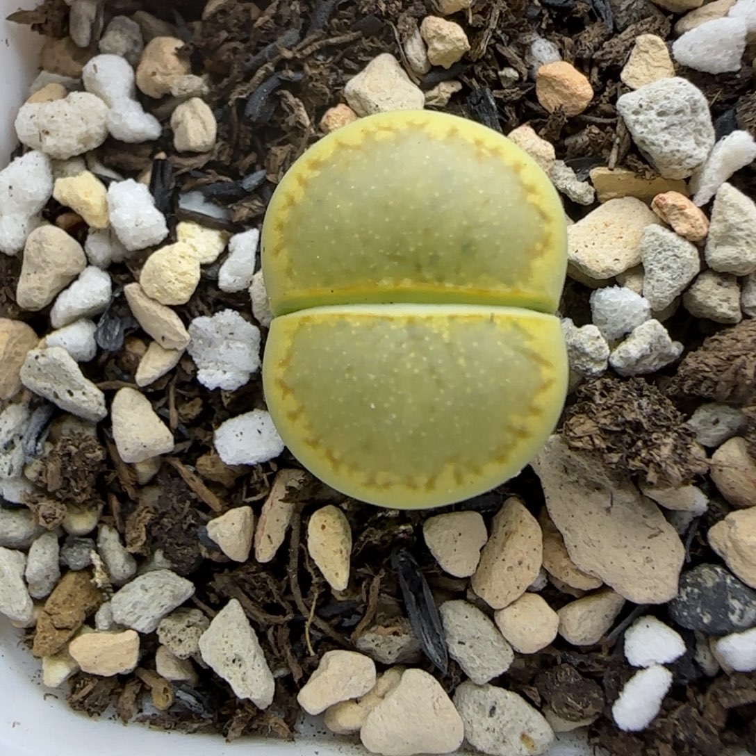 465 生石花大棚直播
