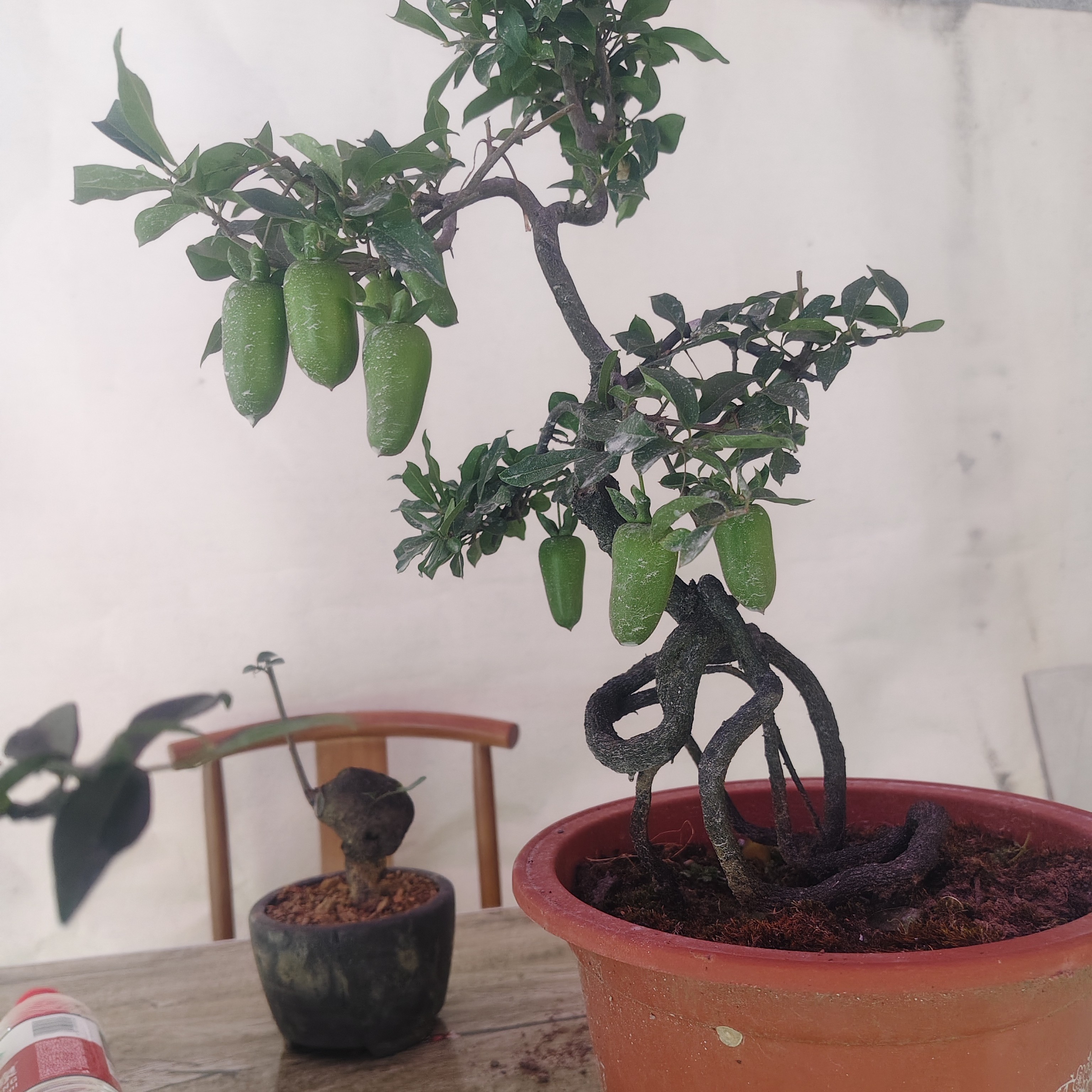 金弹子带果老桩绿植花卉盆景盆