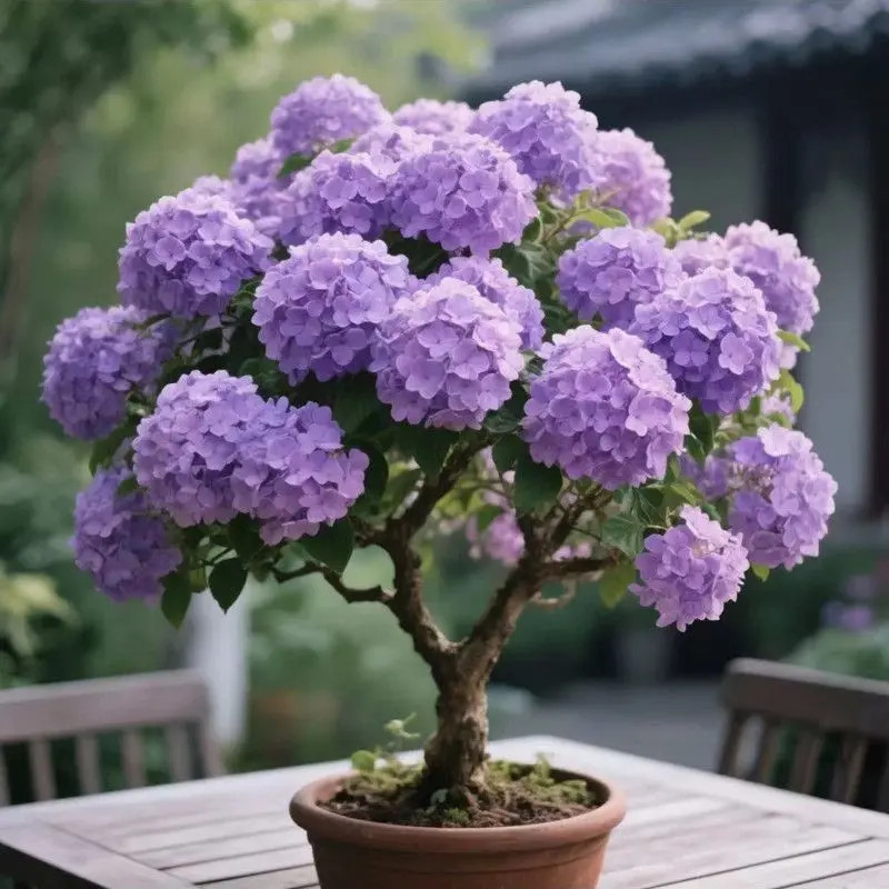 大花型中华木绣球树苗阳台庭院盆栽绿植花卉耐寒耐热好养四季开花