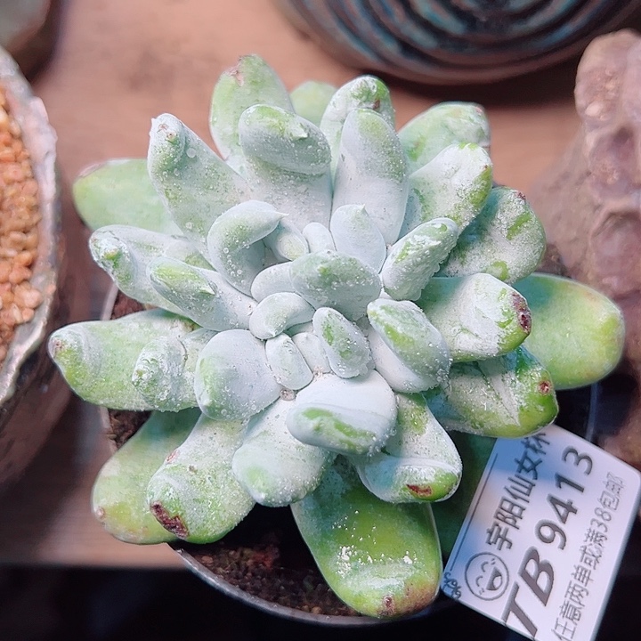 9413普西飞克仙女杯多肉