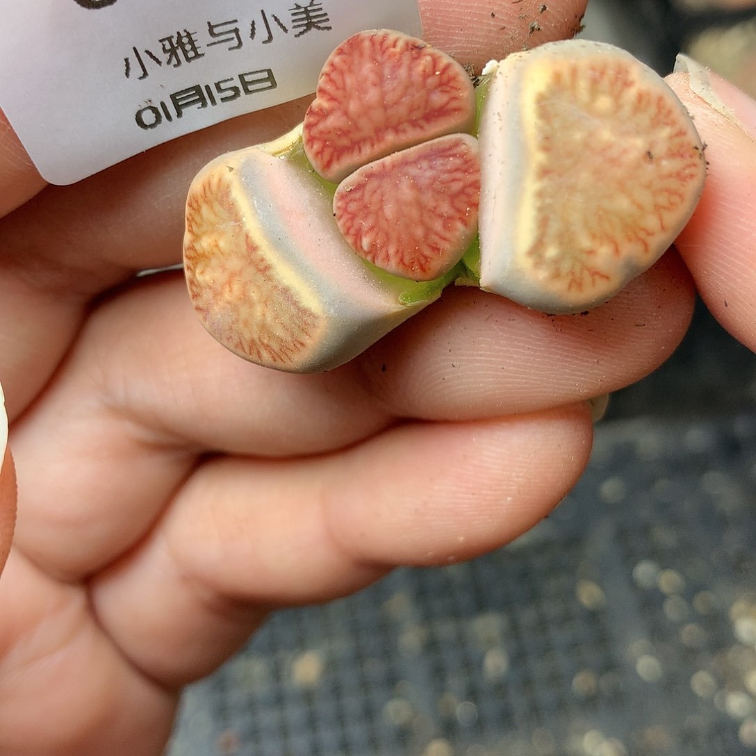 C162多肉植物保护研究所