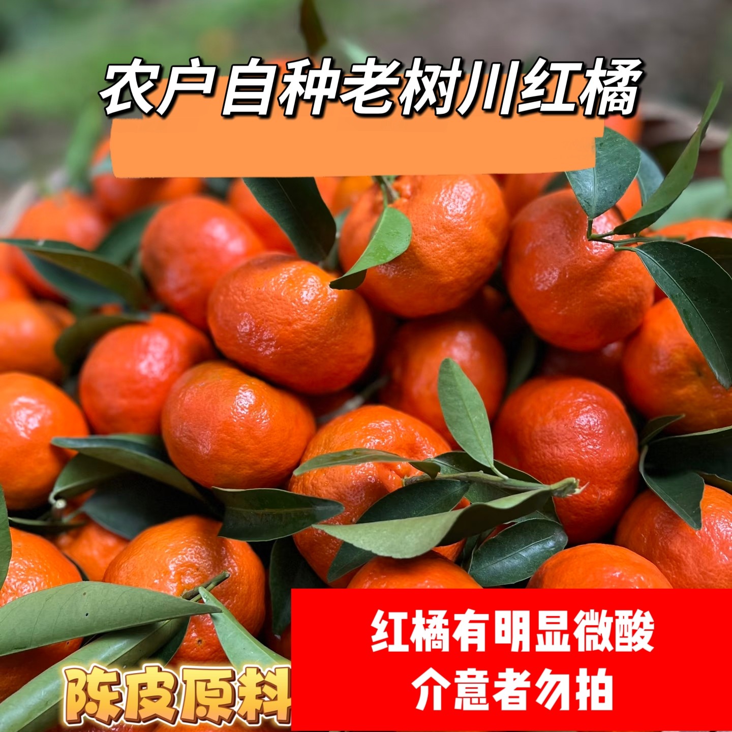 《李书记推荐》四川红橘大红袍橘子新鲜现摘酸甜桔子可做陈皮