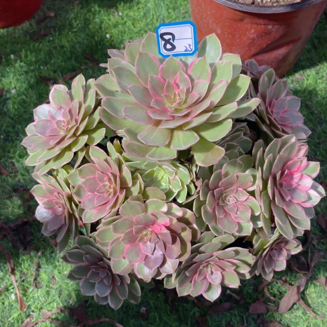 8莲花座精品法师多肉