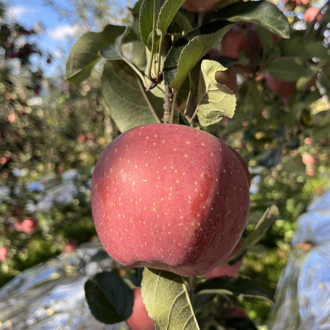 2025云南昭通冰糖心苹果超大果新鲜现摘脆甜多汁水果净重7斤装