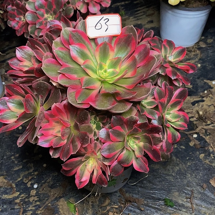 布加迪老桩捧花63号