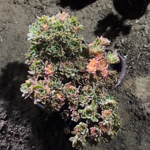 060多肉植物组合