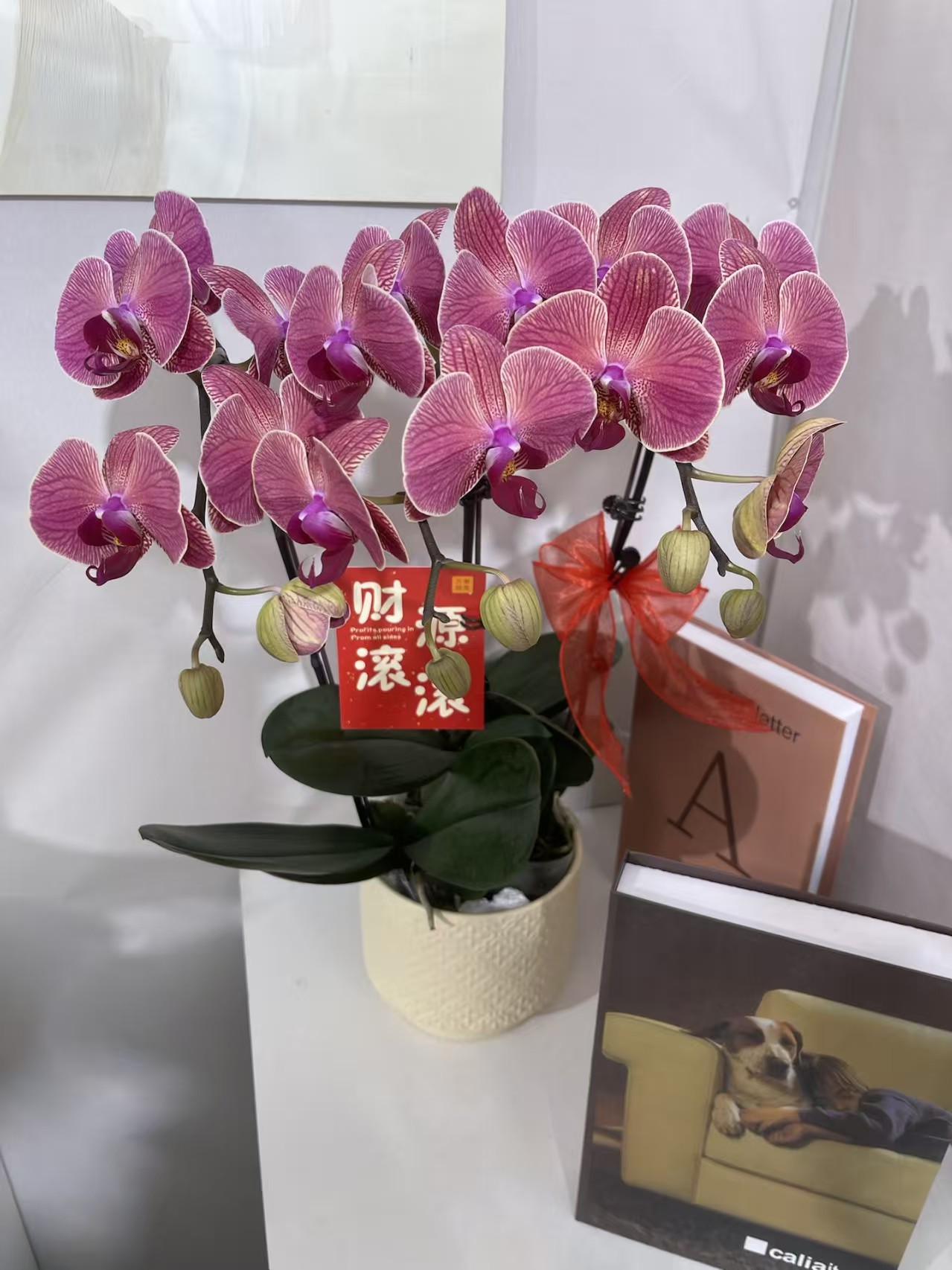 蝴蝶兰【聚宝橘子】鲜花盆栽室内观赏花花佛山基地直发好养易活