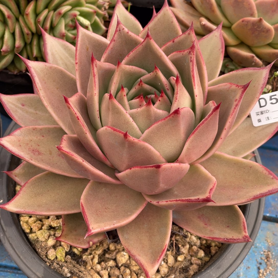 无花朵若如东云单拍D553