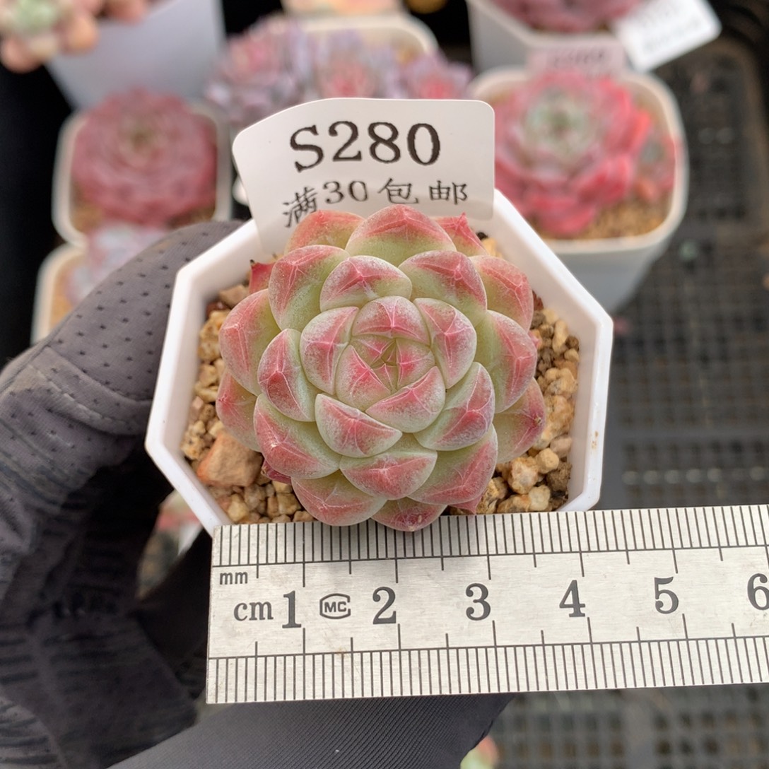 280。暗纹脸奶桃汽水。