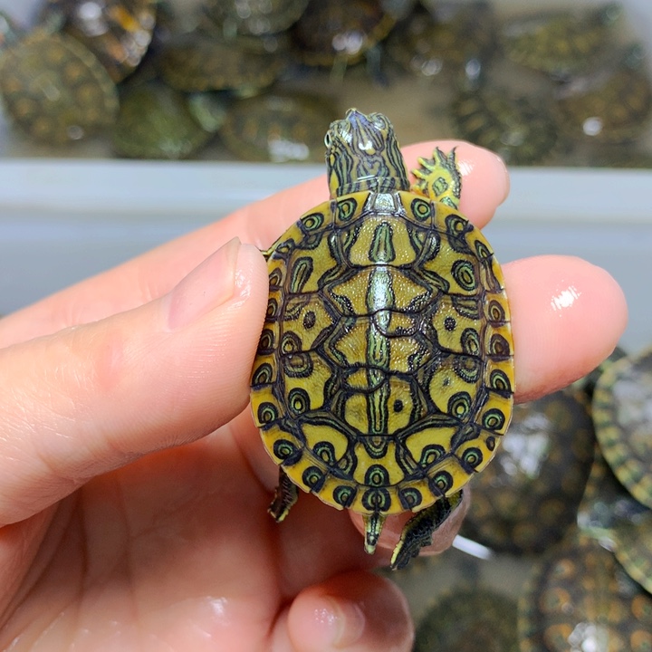 巴西彩龟不分公母3加错甲磨尾魔戒