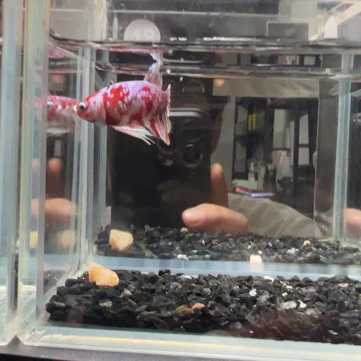 斗鱼竞拍跑单拉黑2日18