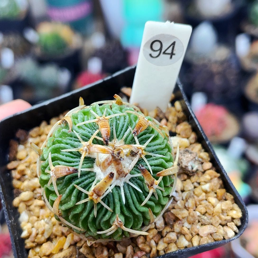 非偏远地区满25包邮仙人球