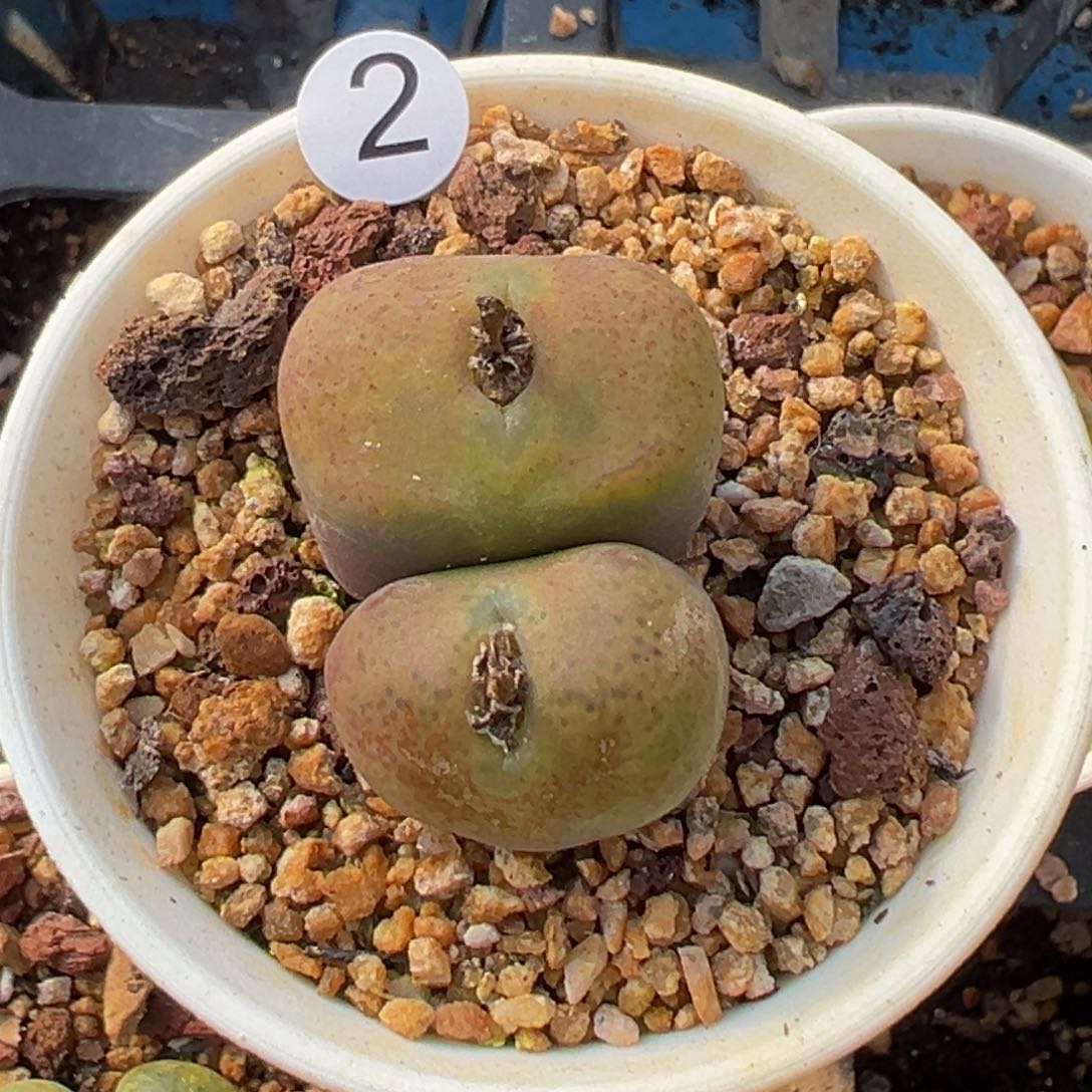 多肉植物11111111111111111