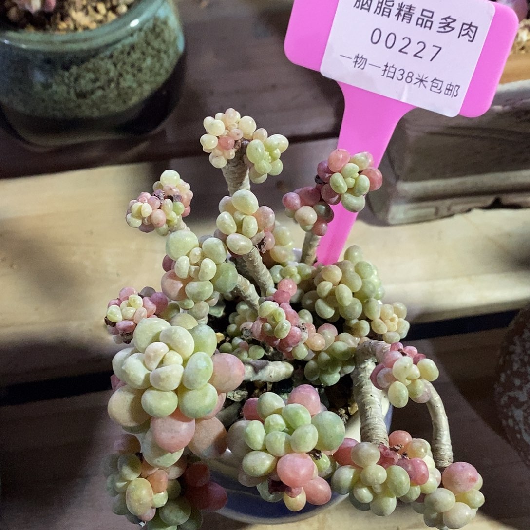 00227咯组图哦OK绿蜗牛
