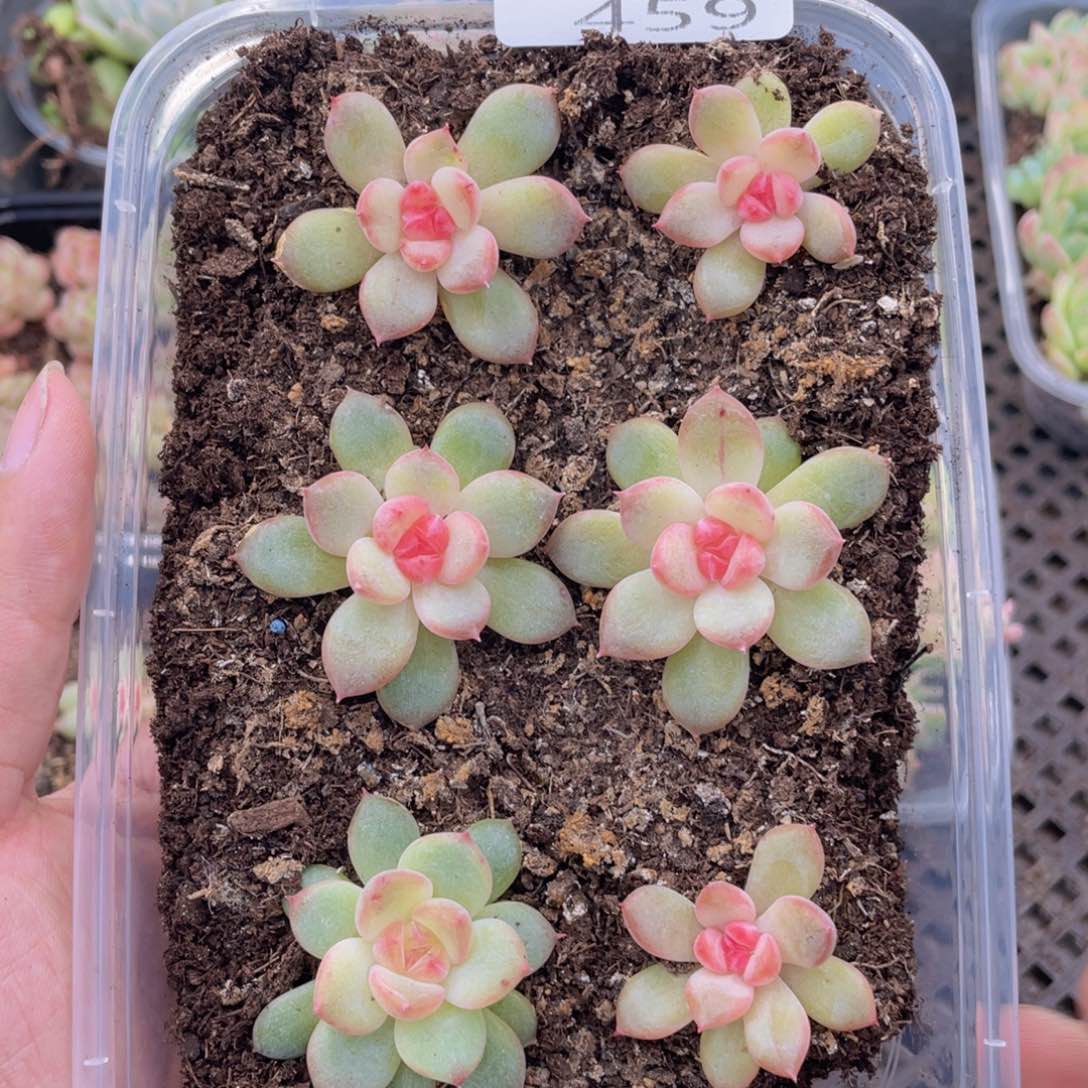 云糖心多肉植物459