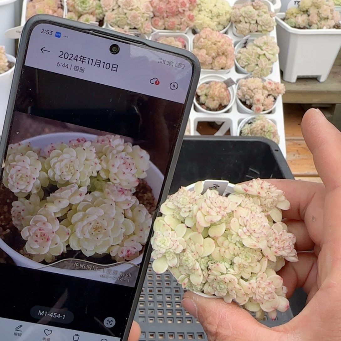 【闪购商品】0214-128（m1-454-1）