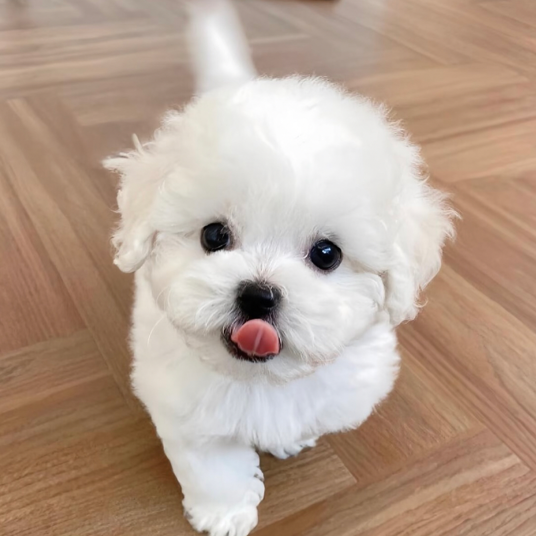 树屋慕宠活体小型犬链接