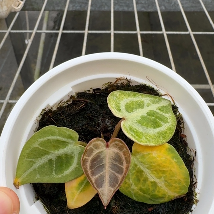 完全开放9号wonderboy/千鸟格