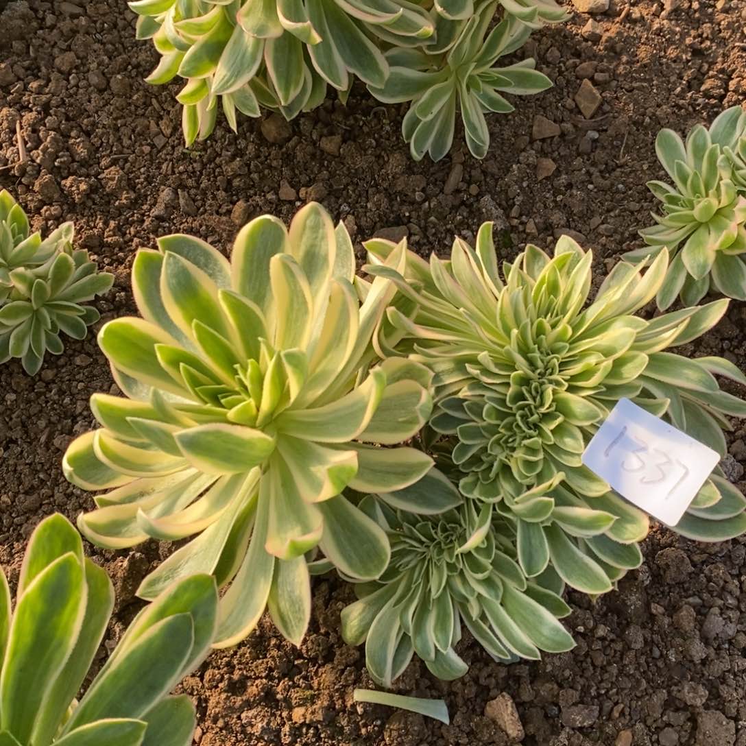 1337青莲缀多肉植物