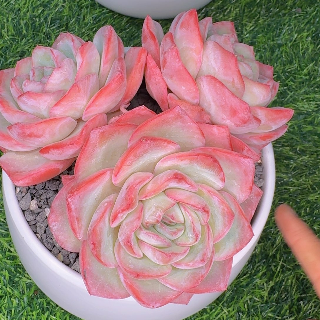 瑾***怡多肉植物和植物的生长发育规律