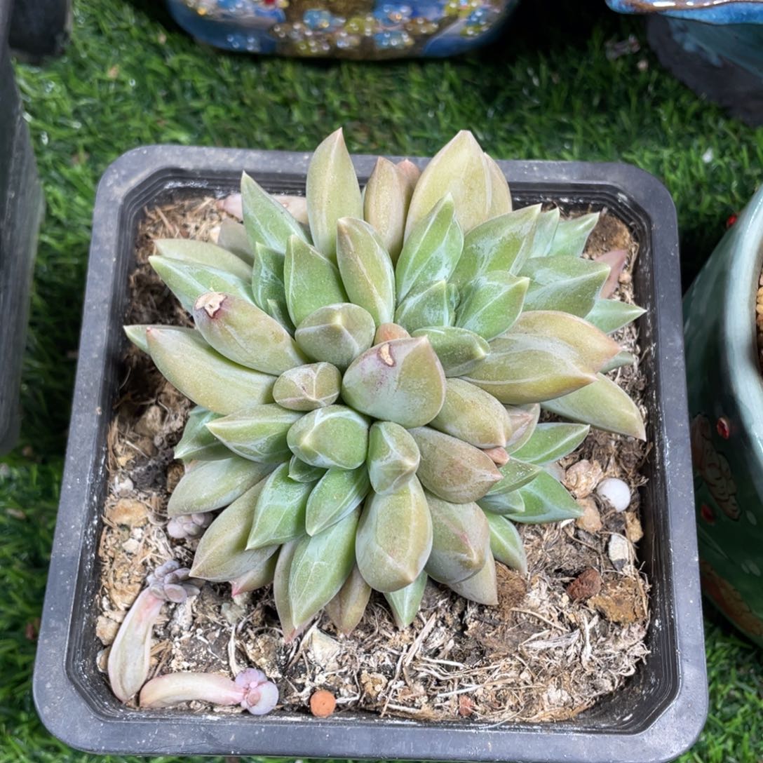 8头重楼多肉植物