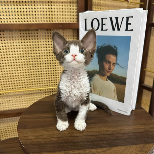 【ZF.Q德文卷毛猫】咖白正开脸妹妹，库洛米网红款一针疫苗，生日 7.5