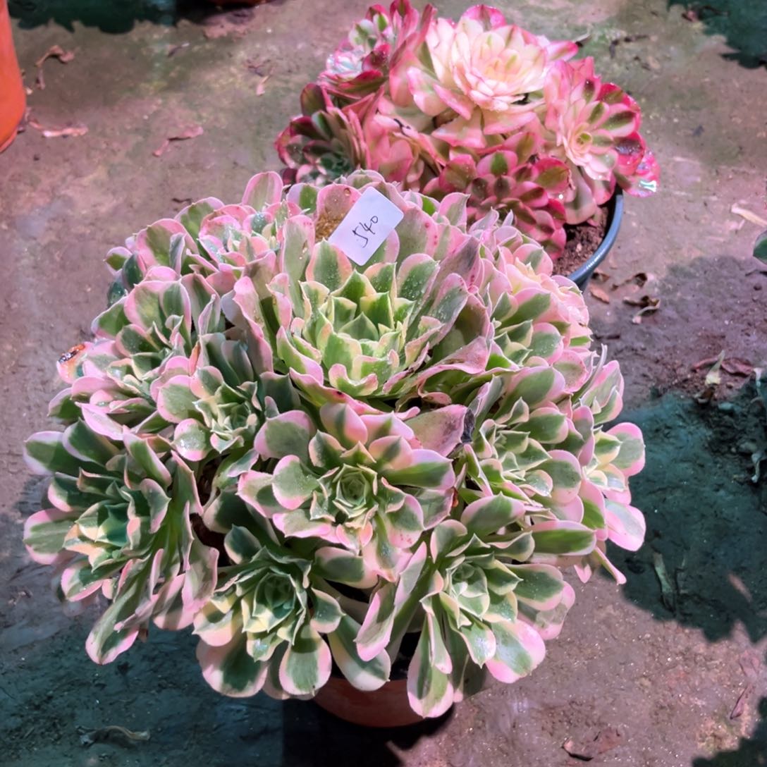 多肉植物白凤540