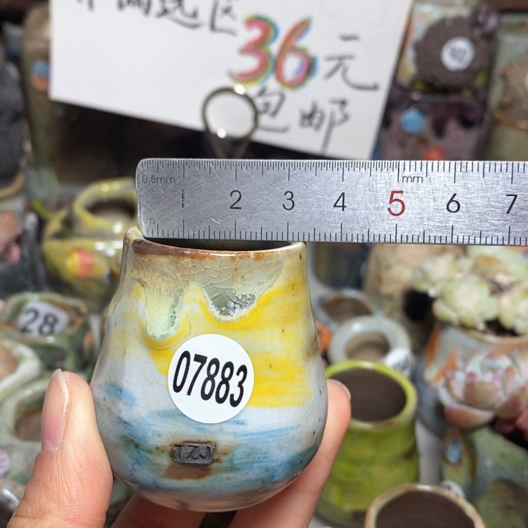 花盆拍5送一个小礼物