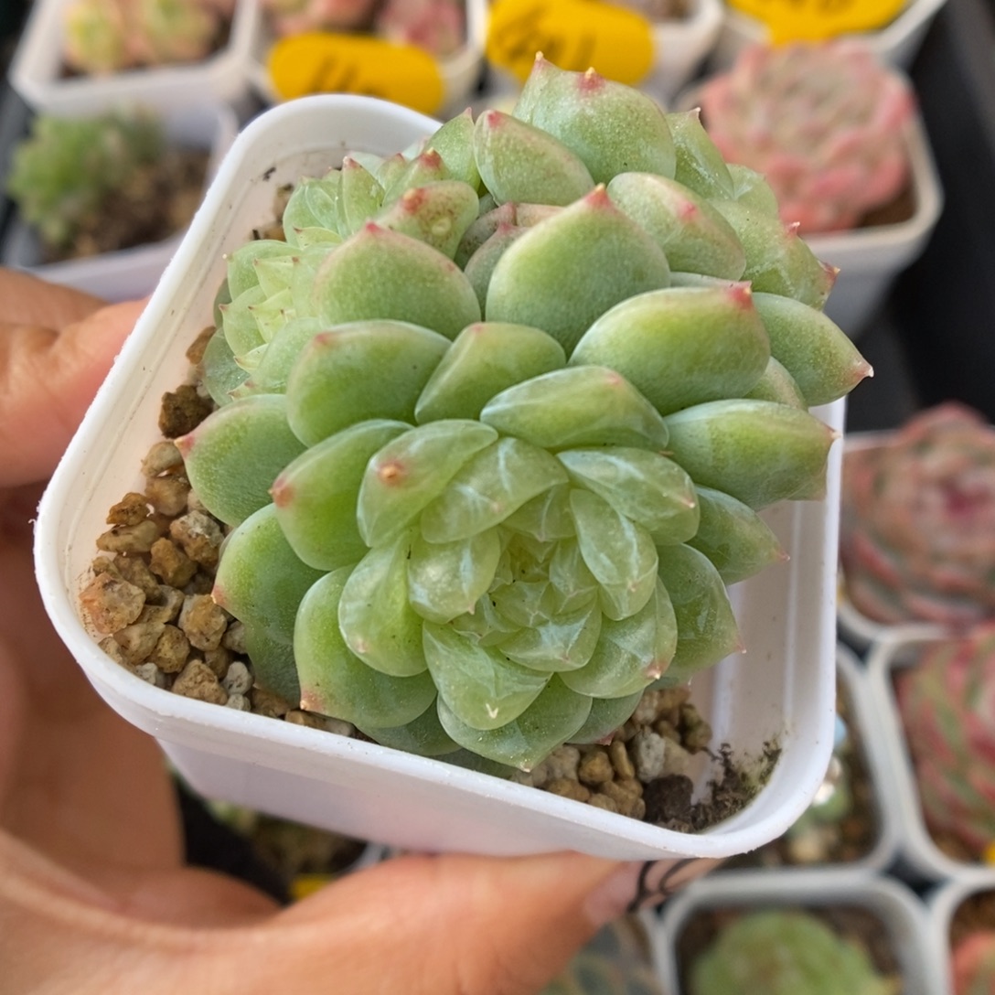 泼天富贵群生679号。 