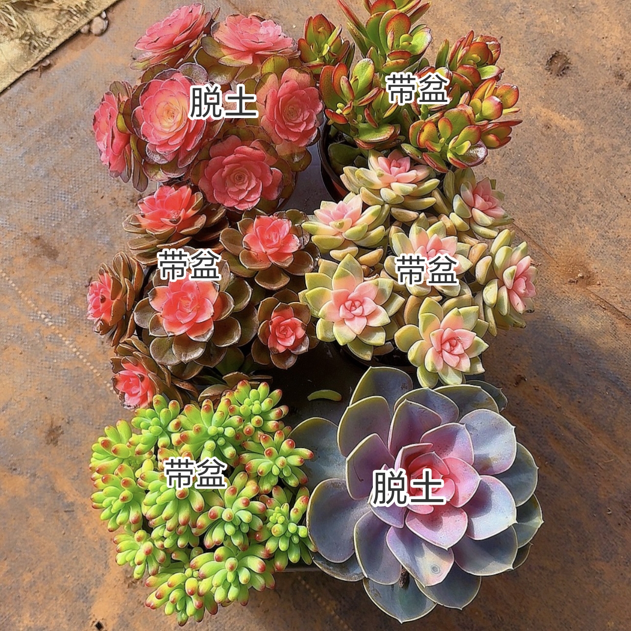 精品老桩多肉组合（部分品种带盆带土）室内室外均可养护法师脱土发