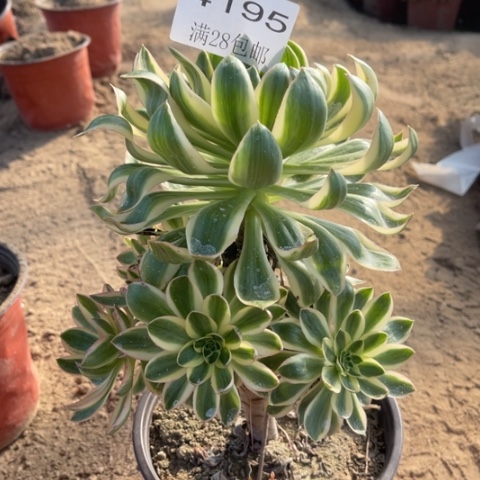 青莲多肉多肉4195