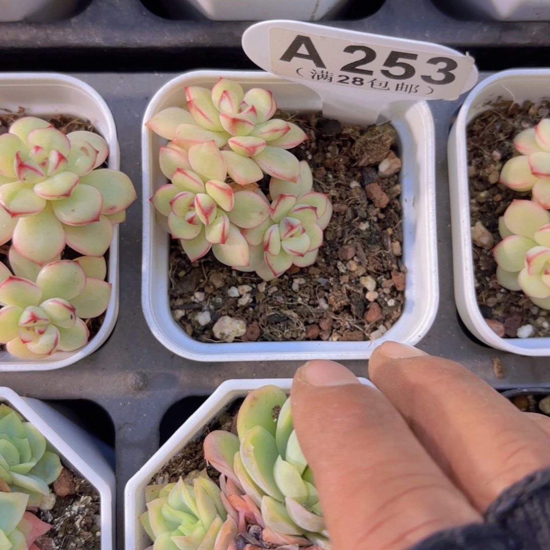 A253探戈锦一物一拍