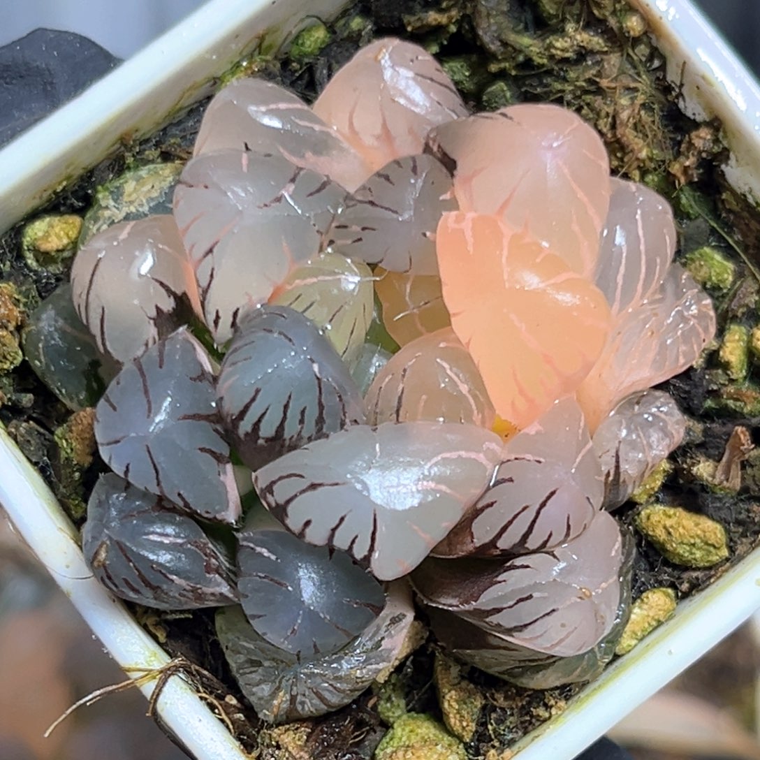 恭喜发财大吉大利590