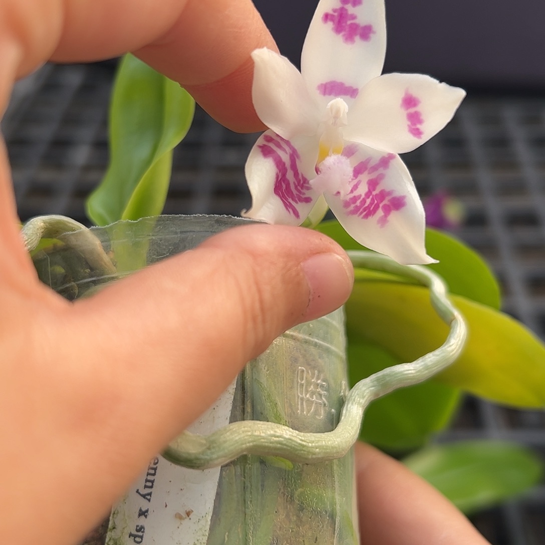 完全开放蓝珍交盾2.5