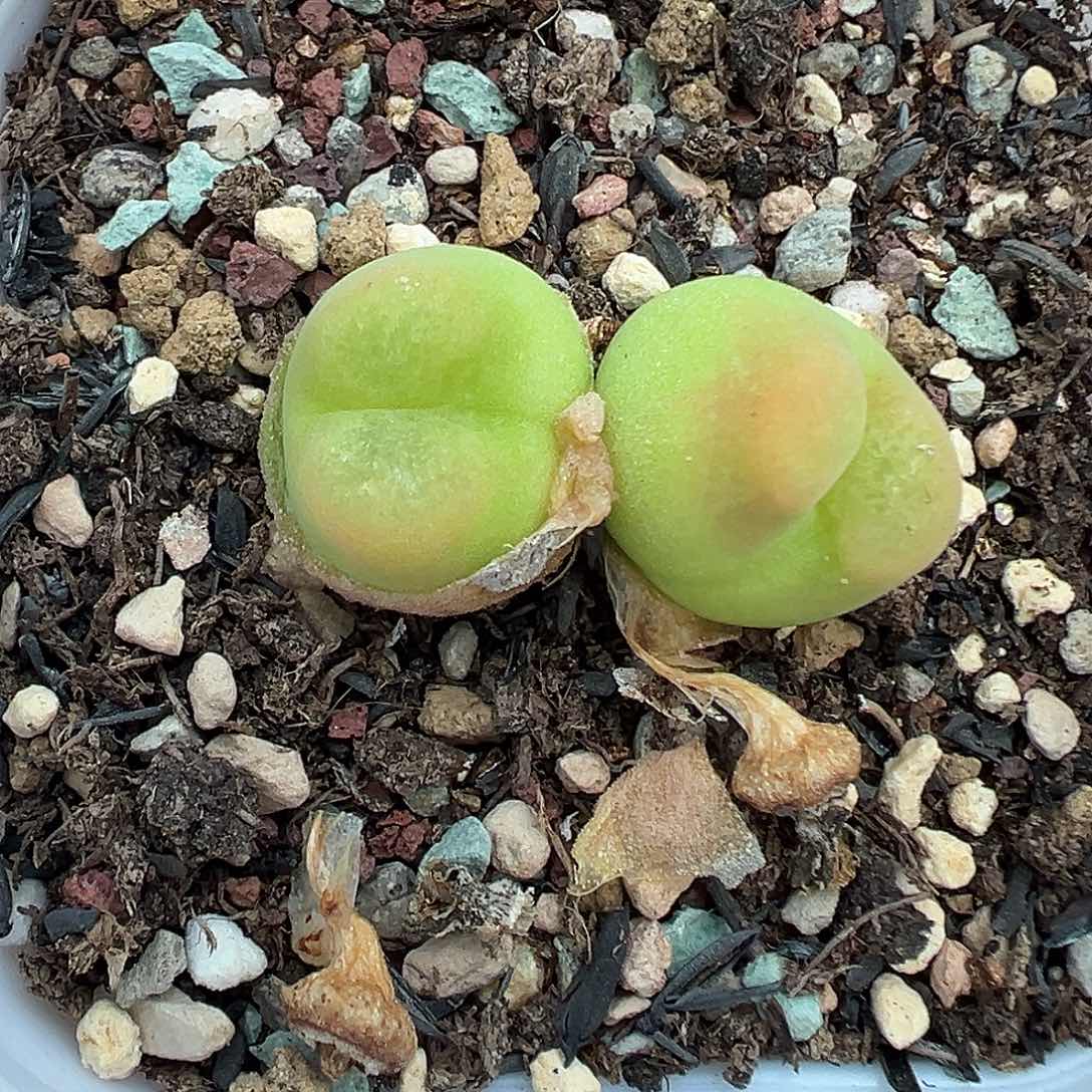 224欧泡双头带盆土发货